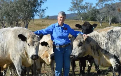 Keeping An Eye on Speckle Park Calves